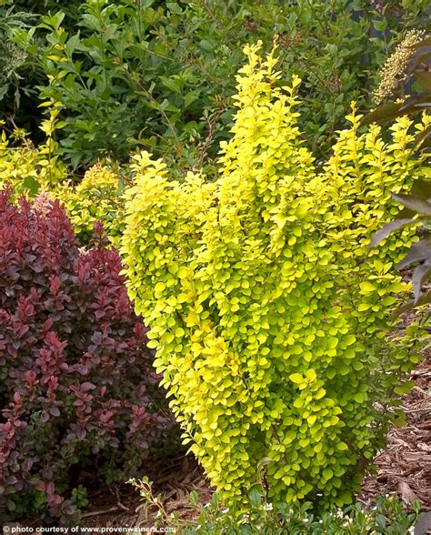 Berberis Thunbergii MARIA Havlis Cz