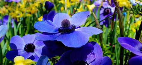 Tulipanes Azules Descubre Su Significado Y Secretos