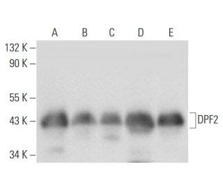 Anti Dpf Antibody C Scbt Santa Cruz Biotechnology