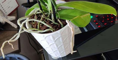 New growth suddenly stunted : r/orchids