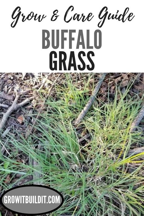 Buffalo Grass Is A Short 12 In 30 Cm Drought Tolerant Perennial Turf Grass Native To North