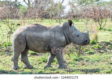 White Rhino Calf Southern African Savanna Stock Photo