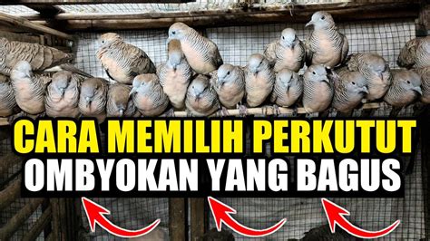 Cara Memilih Perkutut Ombyokan Yang Bagus Youtube