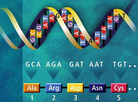 Genetic Code Definition General Properties And Characteristics