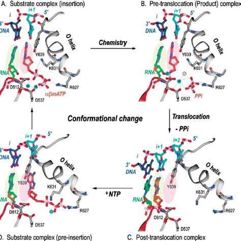 A Schematic Representation Of A Single Nucleotide Addition Cycle A