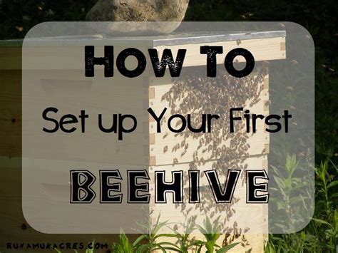 How To Set Up Your First Beehive Bee Hive Plans Beekeeping For