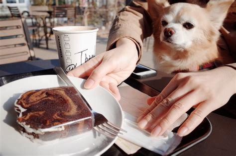 Cuanto Tarda El Chocolate En Matar A Un Perro