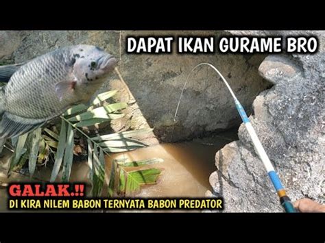 GOKIL NIAT MANCING IKAN WADER DAN UCENG GAK NYANGKA STRIKE LELE