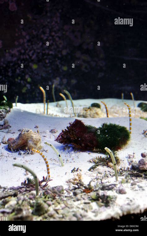 Eels eel saltwater aquarium salt water fish tank garden japanese hi-res stock photography and ...