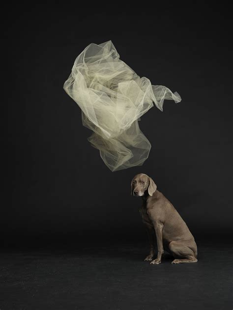 William Wegman - Artists - Austin Art Projects