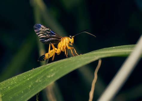 Por que uma nova vespa parasita da Amazônia pode ser tão assustadora