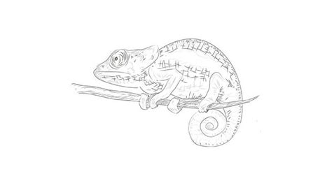 How To Draw A Chameleon With A Pencil Step By Step Drawing Lesson