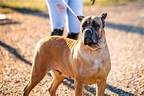 Cane Corso Dog Breed Information And Characteristics