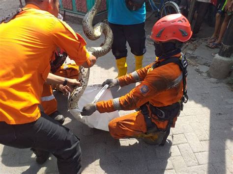 Warga Surabaya Temukan Ular Piton Sepanjang Meter