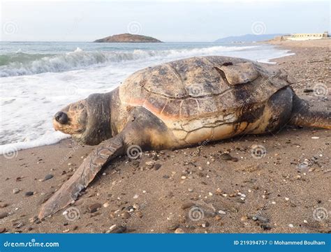 Dead Turtle Among Plastic Garbage From Ocean On The Beach The Effects