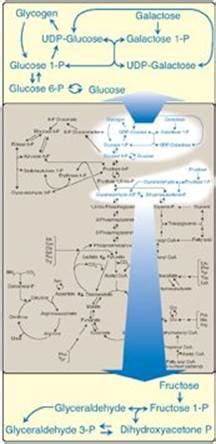 II FRUCTOSE METABOLISM