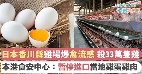 【禽流感】日本香川縣爆禽流感殺33萬隻雞 港停進口當地雞蛋雞肉