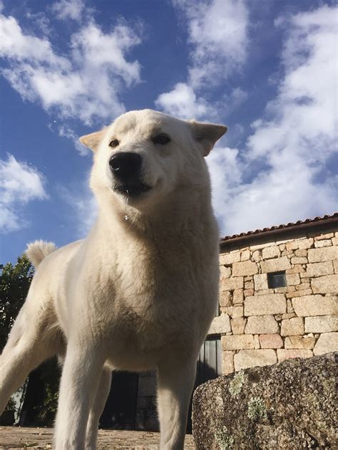 Samoyed Lab Mix Breed: Info, Pictures, Care & More – Dogster