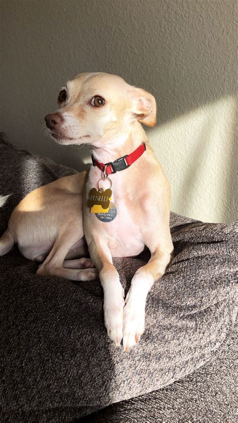 Chihuahua Italian Greyhound Mix