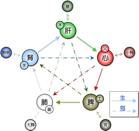 《中醫基礎理論》五臟六腑 每日頭條