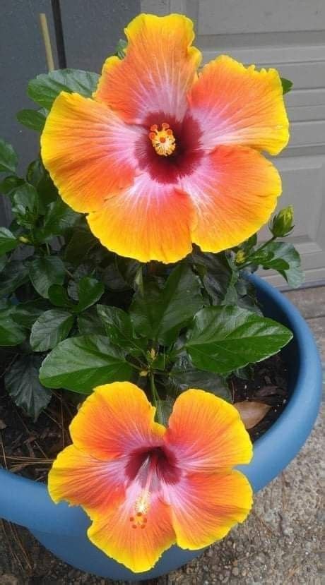 Tropical Hibiscus Tree Care A Guide To Growing Hibiscus Plants Artofit