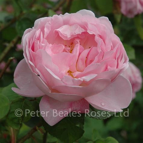 Constance Spry (Shrub Rose)