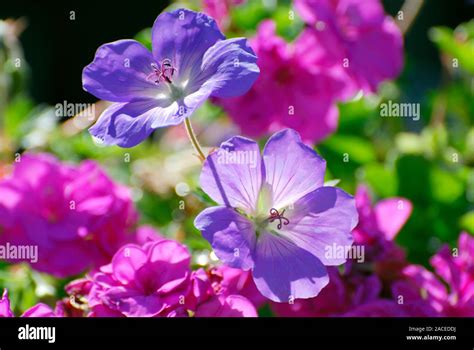 Geranium Flowers These Are Geranium Rozanne Purple Centre And