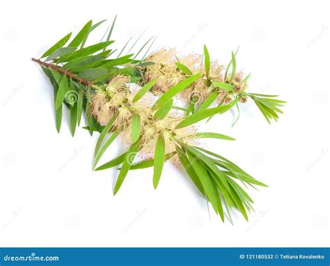 Melaleuca Tea Tree Twig with Flowers. Isolated on White Backgr Stock Photo - Image of melaleuca ...