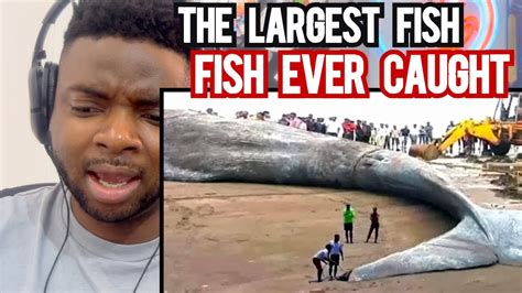 Brit Reacts To The Biggest Fish Ever Caught Youtube