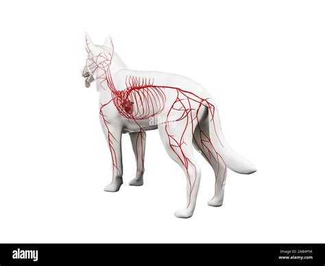 guitarra agujero Decoración anatomia del perro venas y arterias