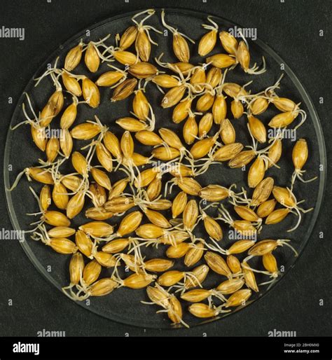 Process Of Malting Barley Seed To Produce Malt Stage 5 Barley Seed Beginning To Chit And