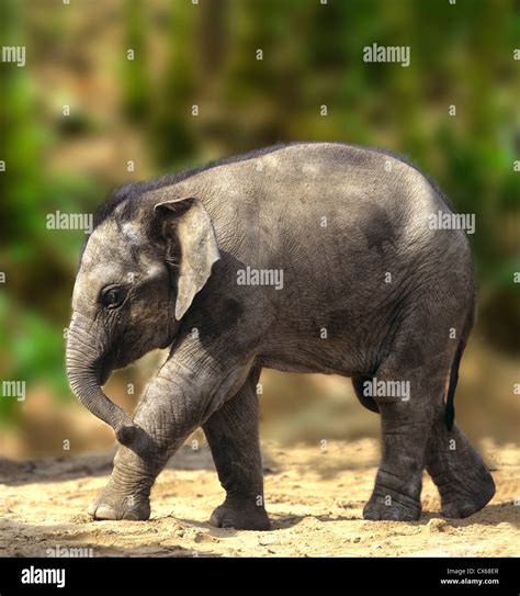 Asian Elephant Indian Elephant Elephas Maximus Stock Photo Alamy