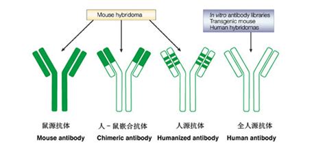 抗体人源化 原理 流程 重组抗体专题 德泰生物