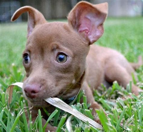 Pitbull Chihuahua Mix (A.K.A. Chipit) – Breed Info, Characteristics and ...