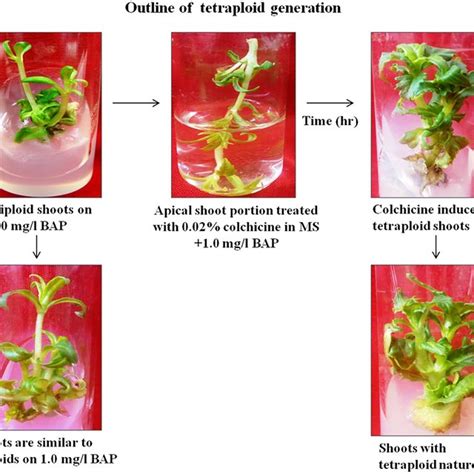 Induction of tetraploidy in apical portion of in vitro raised shoots of ...