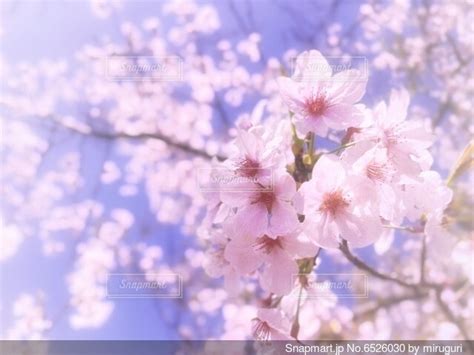 桜のクローズアップの写真・画像素材 6526030 Snapmart（スナップマート）