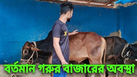 নতুন গরু গুলো কেমন দাম দিয়ে কিনলাম এবং আনার পর প্রথমে কি করলাম