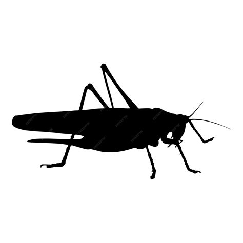 Premium Vector Grasshopper Silhouette Vector Black Color On White Background