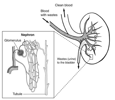 Nephron Diagram Labeled In The Kidney