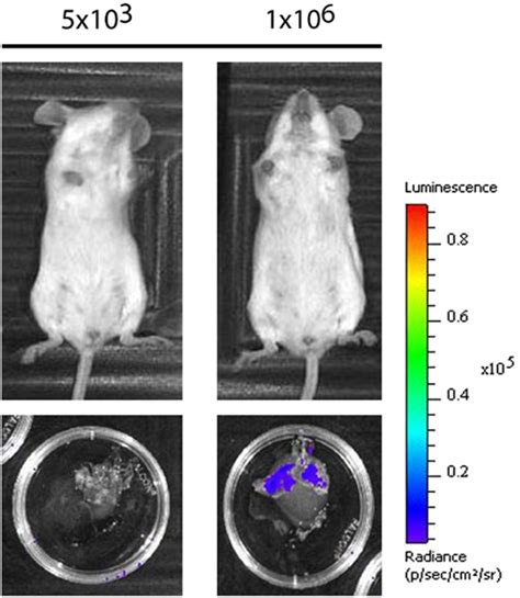 Frontiers In Vivo Bioluminescence Imaging Of Burkholderia Mallei