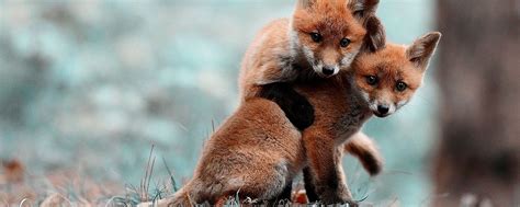 Two baby fox playing in the woods