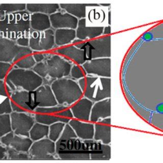 The beetle elytra and its microstructure: (a) the beetle Allomyrina ...