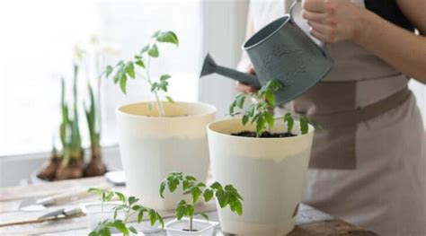 Beginner's Guide: Growing Tomatoes Indoor From Seeds - Growing Magazine