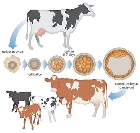 Nddb Dairy Services Develops Indigenous Sex Sorted Semen Technology Pashudhan Praharee