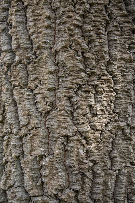 Norfolk Island Pine Bark Background Free Stock Photo Public Domain