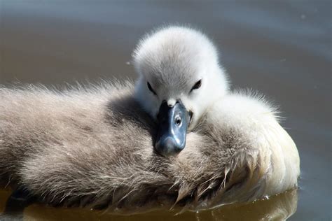 Swans At Earlswood Lake Viscountess Vicky Saunders Flickr