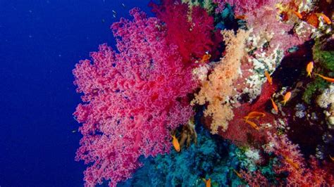 Saving The Worlds Coral Reefs Campaign