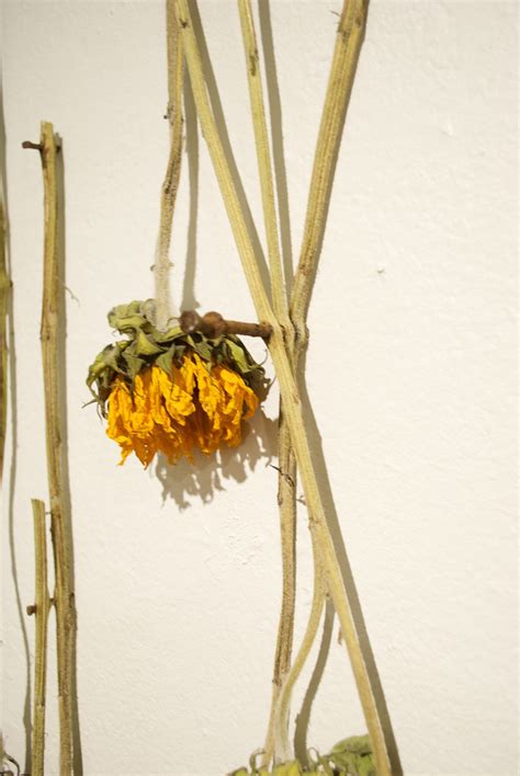 Sunflower Installation :: Behance