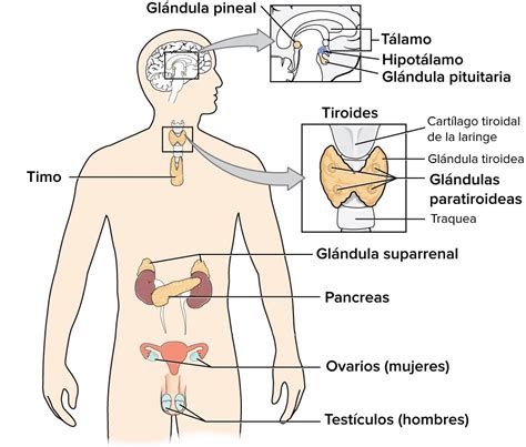 Esquema Del Sistema Endocrino Fotos Gu A 16720 The Best Porn Website