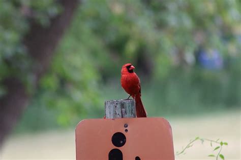 Cardinal Oiseau Nature Photo Gratuite Sur Pixabay Pixabay